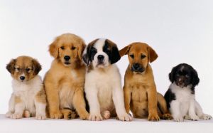 Cute-Puppies-puppies-16094619-1280-800
